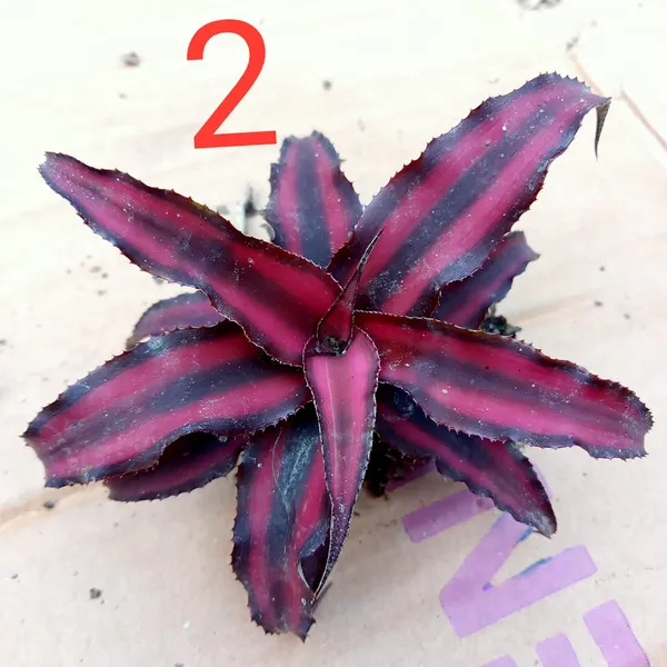 cryptenthus_Red_indoor_plant